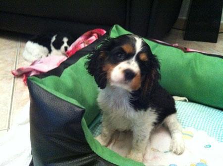 Luna, il cucciolo di Cavalier King