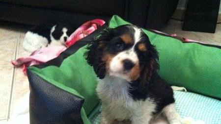 Luna, il cucciolo di Cavalier King
