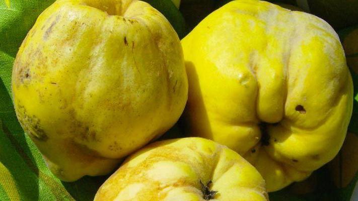 La cotogna, una “mela” sorprendente dalle caratteristiche uniche
