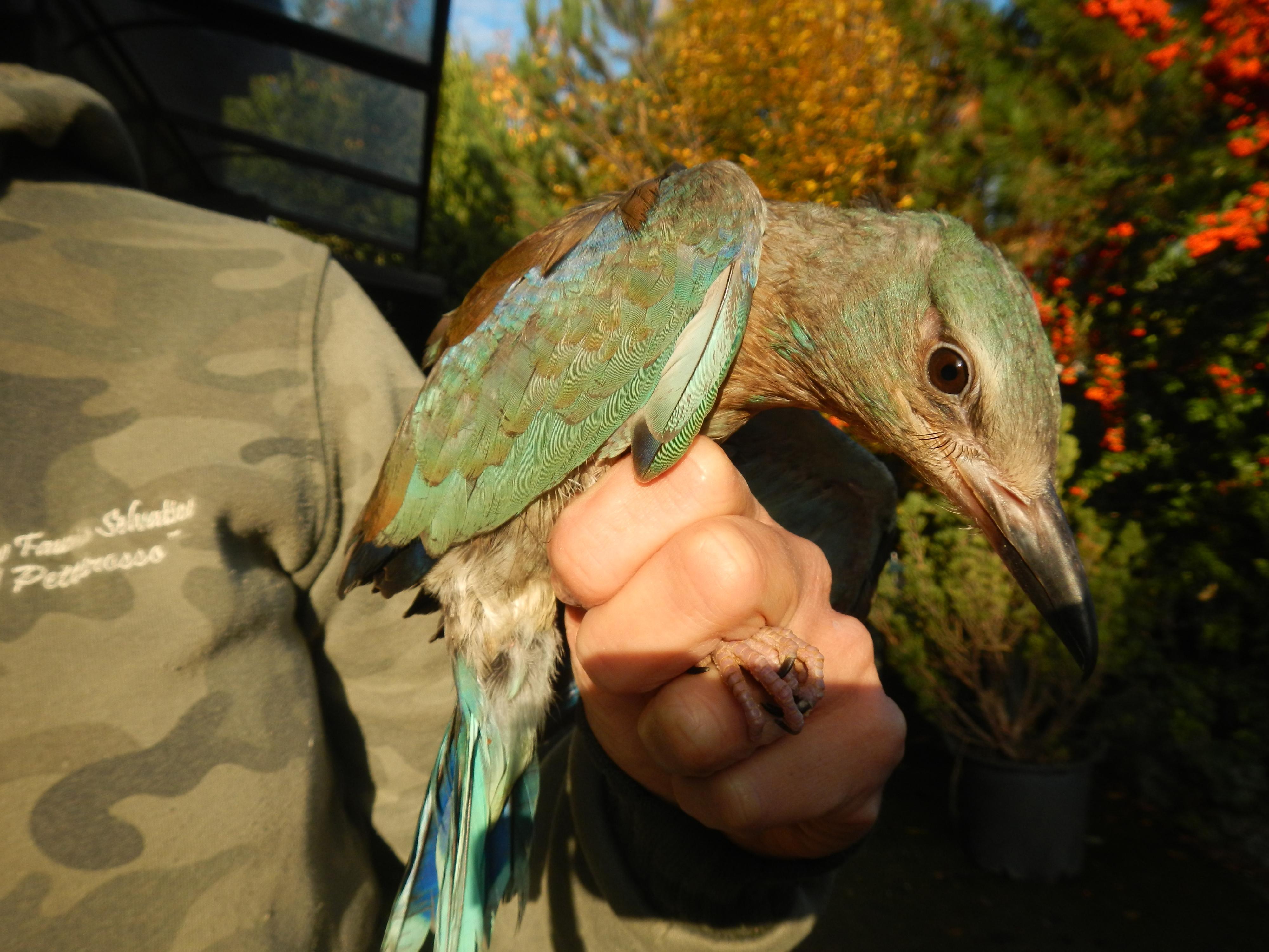 Reggio Emilia, uccellini sequestrati alle Fiere: alcuni di loro non voleranno mai più