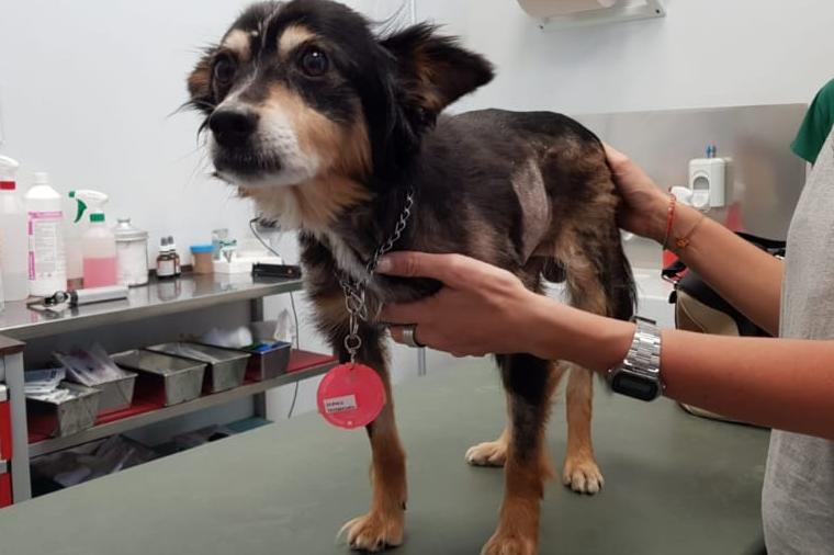 Pippo, cane trovato investito