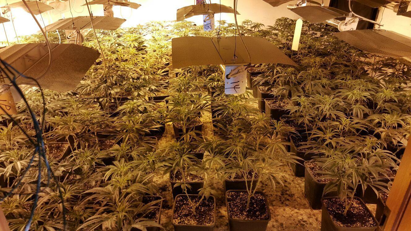 Concordia, coltivava marijuana nel sottotetto rubando l'elettricità all'Enel