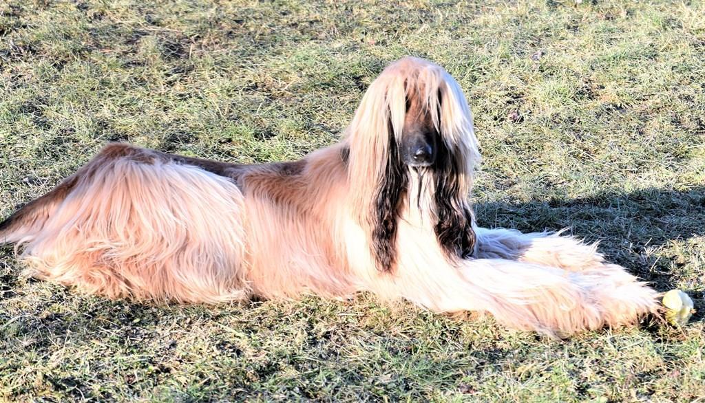 Modena, weekend dell'Epifania con i cani più belli del mondo