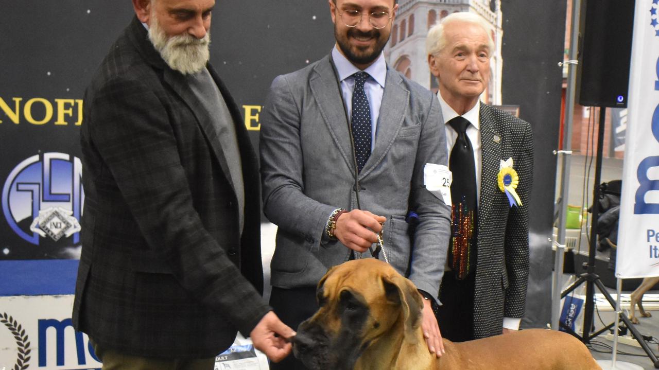 Modena. Il cane più bello è un alano di nome Queenie Eye