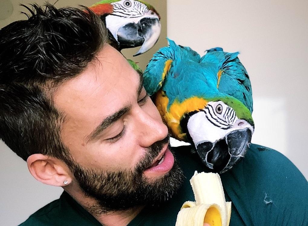 Reggio Emilia, l’appello di Stefano: «Aiutatemi a trovare il mio pappagallo scomparso» 