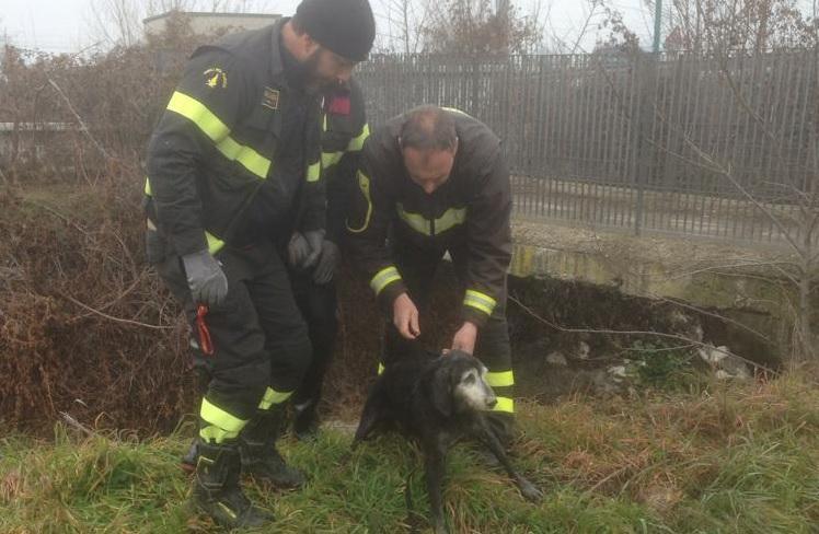 Sassuolo, salvataggio in extremis per un cane finito nel torrente 