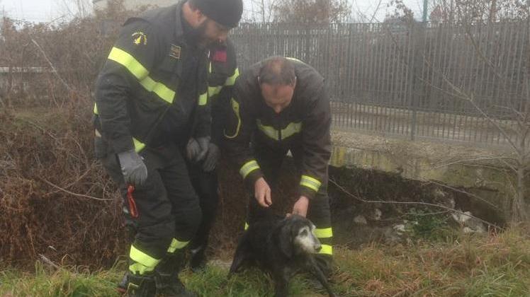 Sassuolo, salvataggio in extremis per un cane finito nel torrente
