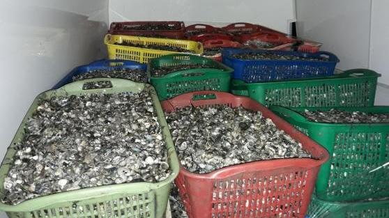 “Laguna Reset” si è sgonfiata. Assolte le coop dei vongolari