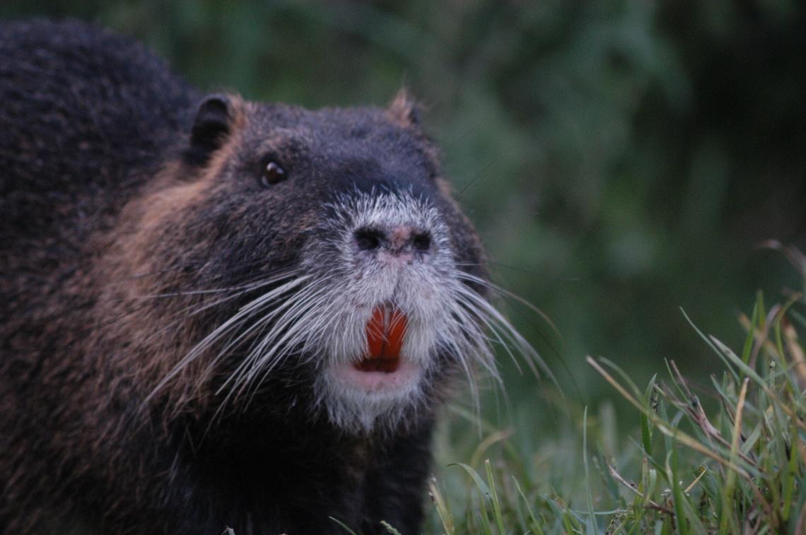 Nutrie nei giardini e negli orti. I residenti sono esasperati 