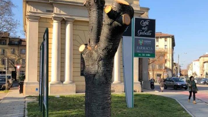 Reggio Emilia, “mutilato” il ciliegio della pace piantato da Paride Allegri