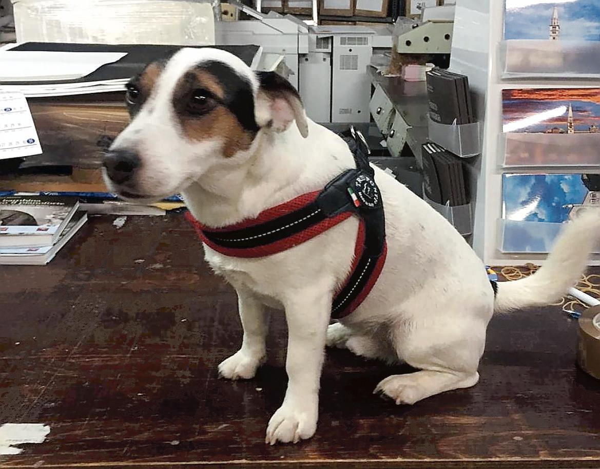 Castelnuovo. Gary, il Jack Russell “anti-rapina”: sventa un assalto e fa fuggire i banditi 