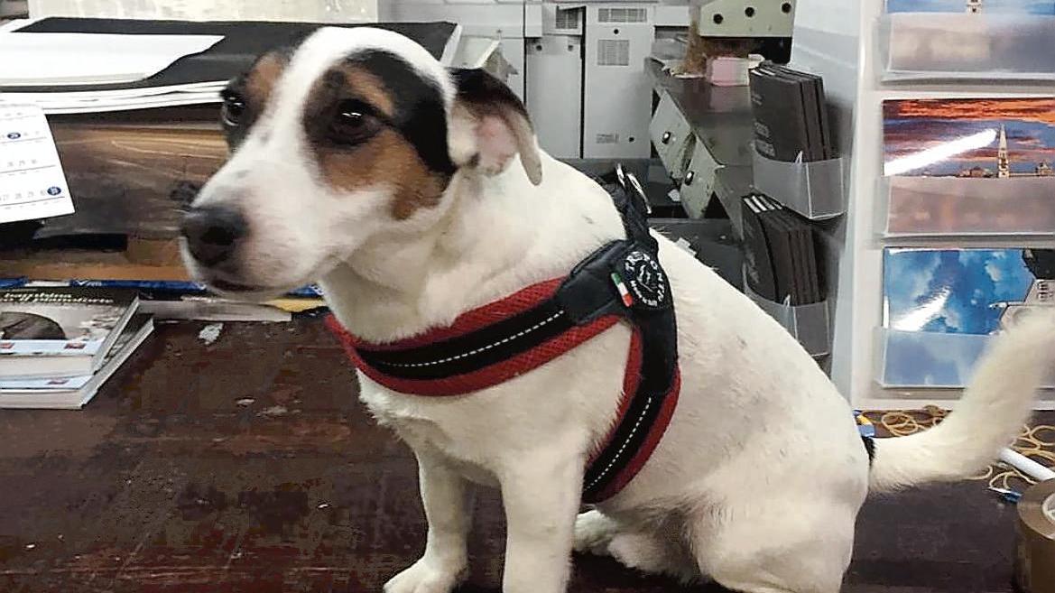 Castelnuovo. Gary, il Jack Russell “anti-rapina”: sventa un assalto e fa fuggire i banditi