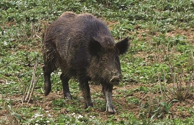 La sindaca di Filattiera dichiara guerra ai cinghiali 