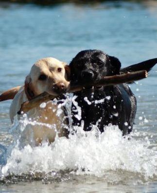 Cani in spiaggia, ora è scontro «Siamo già ben attrezzati» 