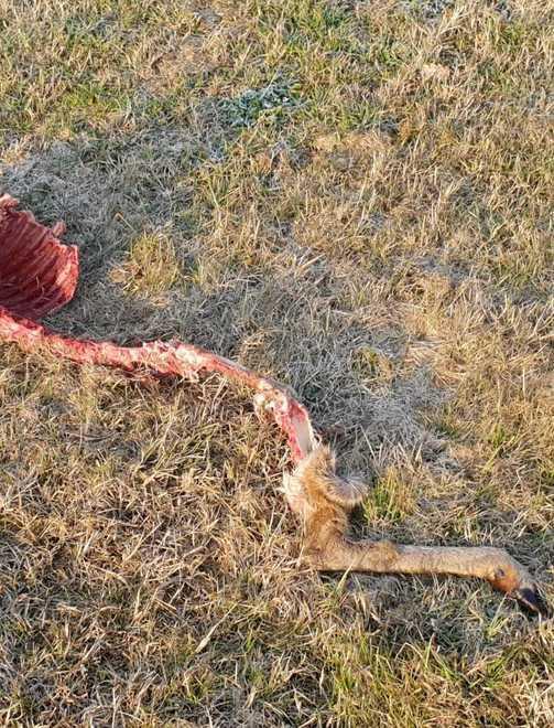Lupi sbranano capriolo alle porte della città