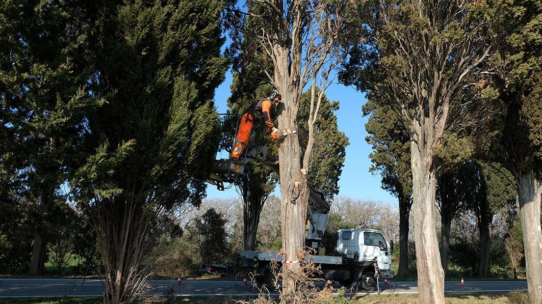 Bonifica, potature e tagli: ecco la cura per il viale di Bolgheri