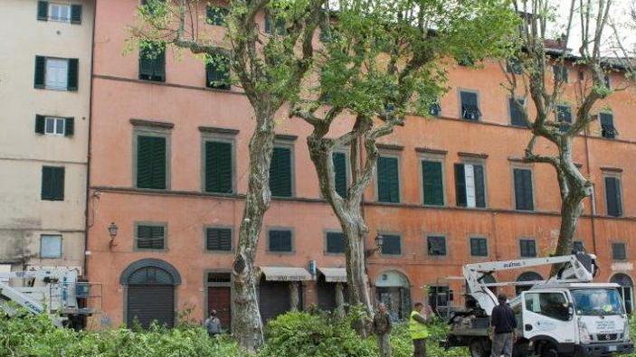Cancro colorato del platano via all’abbattimento di 4 alberi