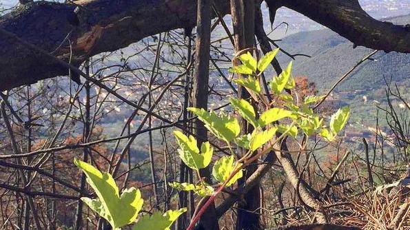 «Il sostegno dell’Ateneo decisivo per il successo dei Monti pisani»