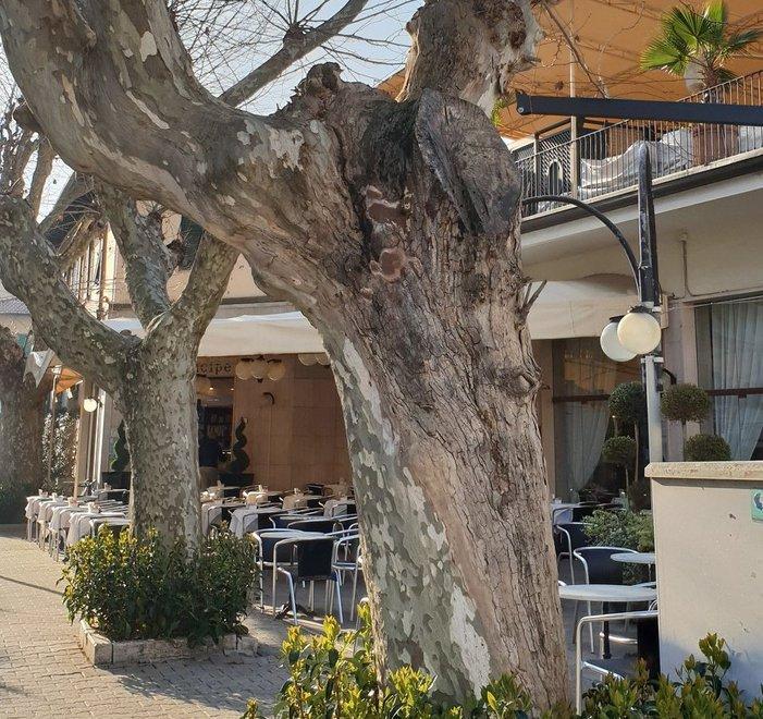 Deve essere abbattuto il platano del Caffè Principe 