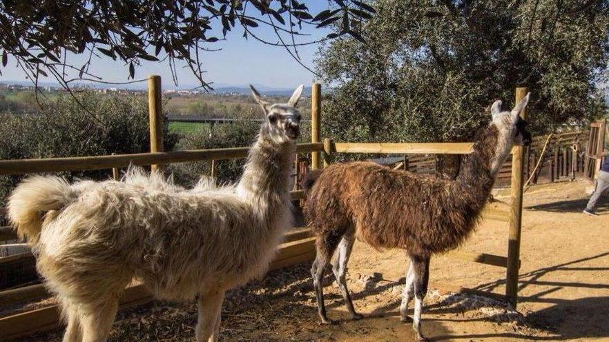Sarebbero diventati cibo per serpenti Venti topolini nel rifugio degli animali