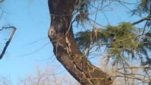 Albero pericolante abbattuto ai Giardini