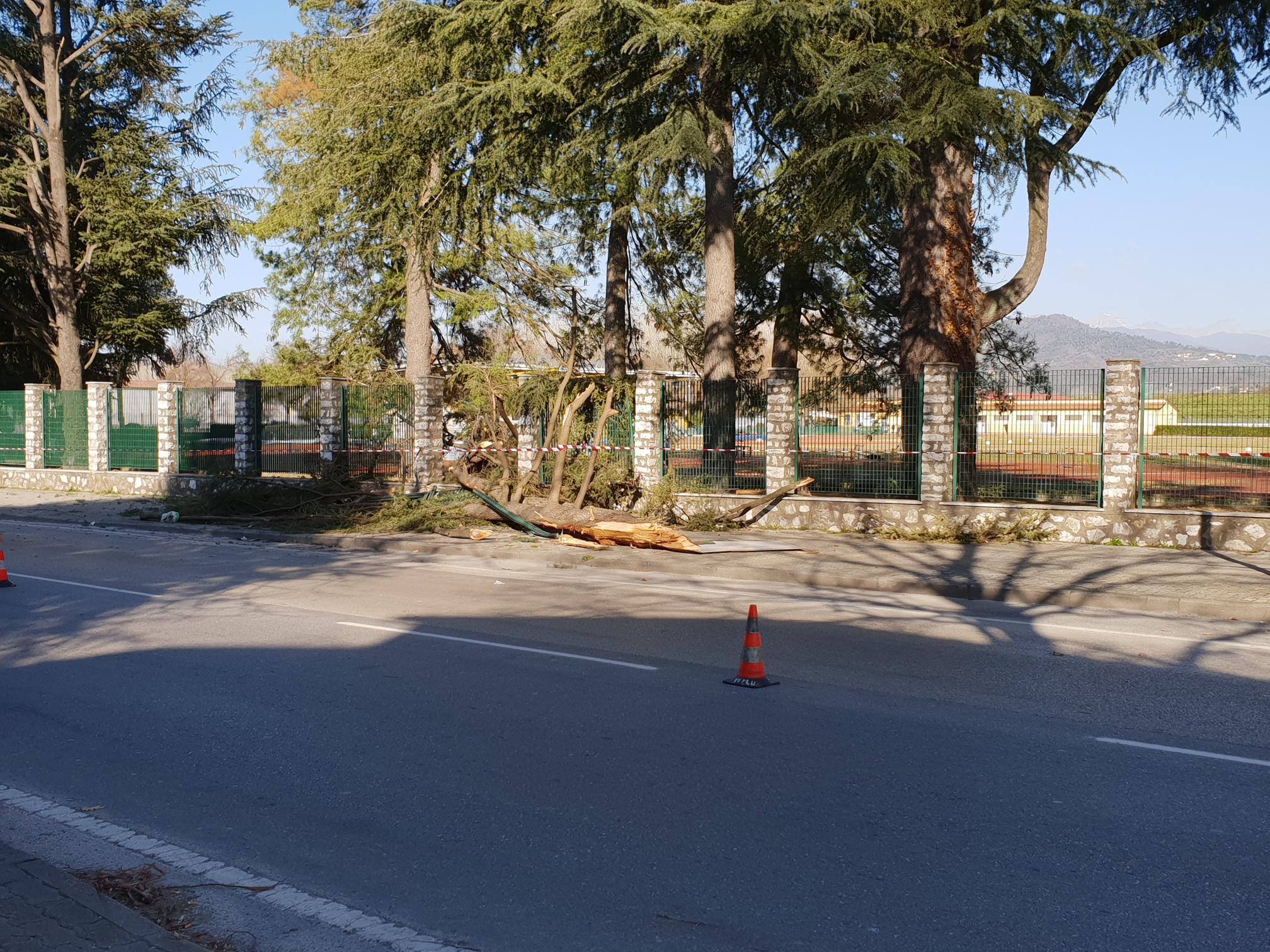 Il ramo caduto in via delle Tagliate