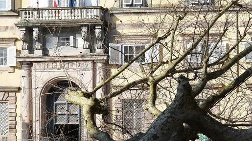 Il taglio degli alberi in piazza Grande