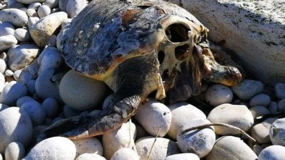 Se per superstizione si uccidono 5 tartarughe