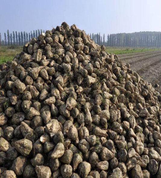 Filiera produttiva e marchio di qualità Così può rinascere il settore bieticolo 