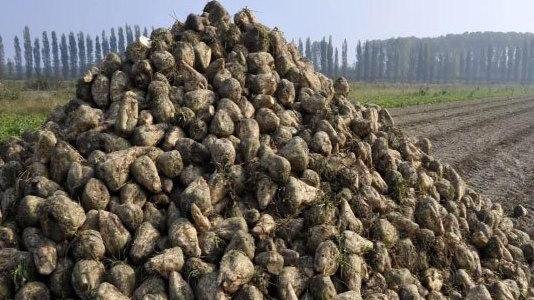 Filiera produttiva e marchio di qualità Così può rinascere il settore bieticolo