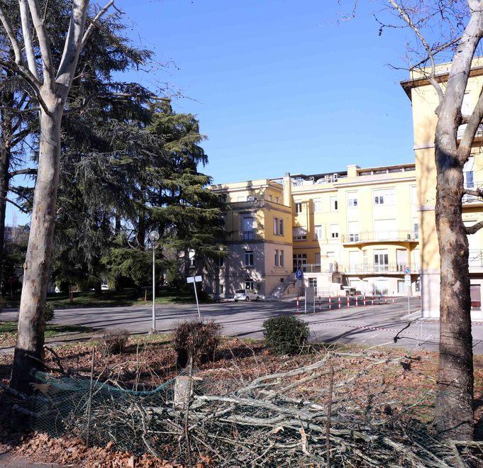 Abbattute oltre 200 piante nei dintorni dell’ospedale 