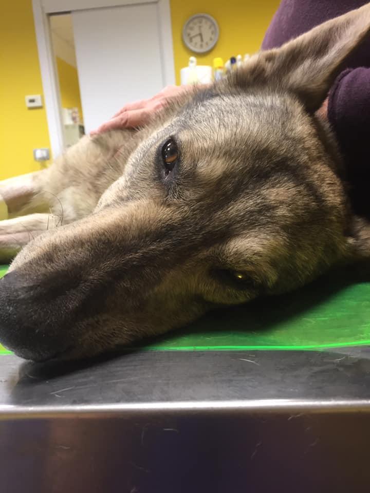 Bocconi avvelenati destinati a lupi e volpi, salvo il cane Ariel 