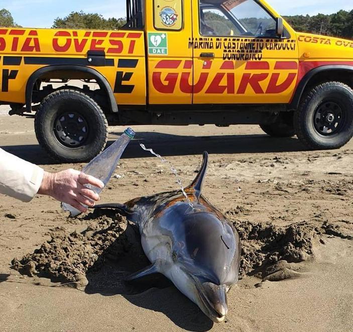 Delfino spiaggiato al Paradù vani i tentativi di salvarlo