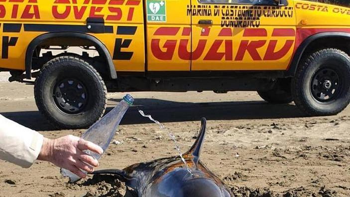 Delfino spiaggiato al Paradù vani i tentativi di salvarlo