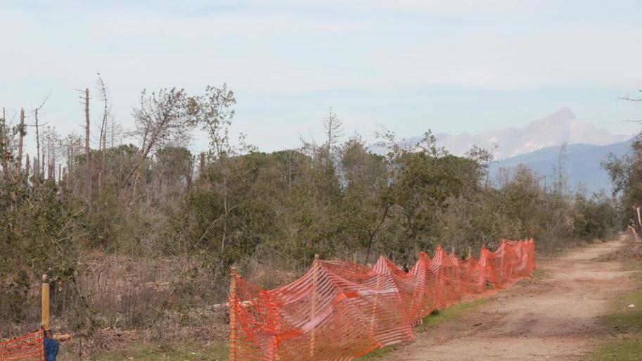 Via al progetto sperimentale per far rinascere la pineta