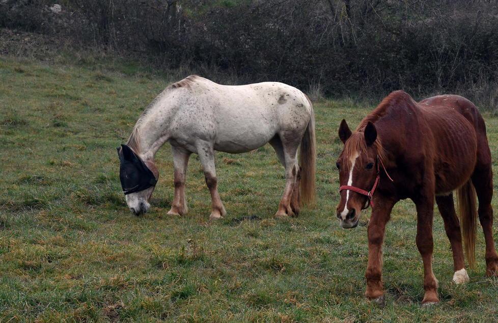 Decimo cavallo morto, ma la causa stavolta è il sovraffollamento 