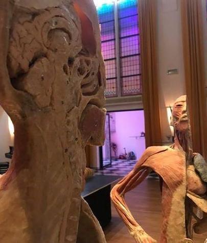 Veri cadaveri in mostra all’Airone