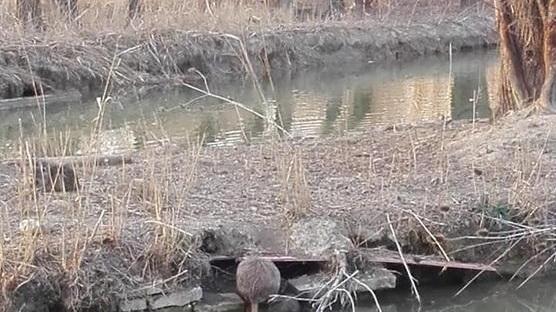 Nutria ferita al collo Allarme per gli animali