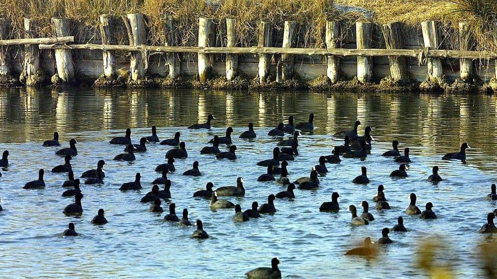 L’Oasi sarà riqualificata Un paradiso tra acqua e uccelli