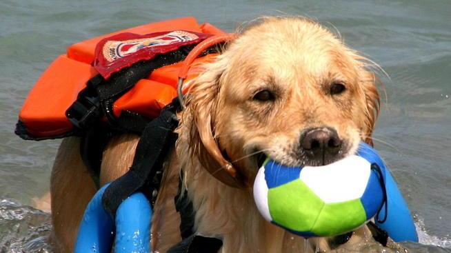 Cani di salvataggio e pompieri “acquatici”: così la spiaggia è sicura