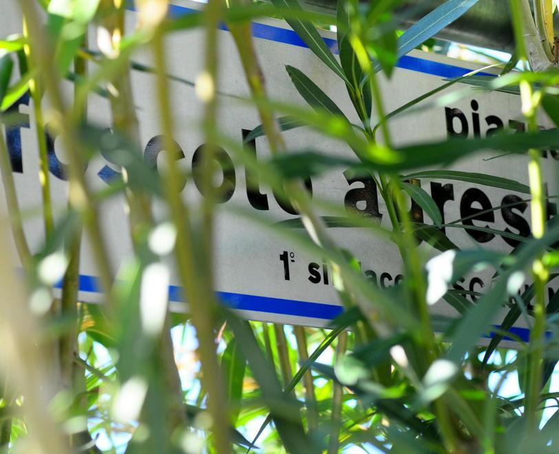 Foglie coprono il nome di Agresti