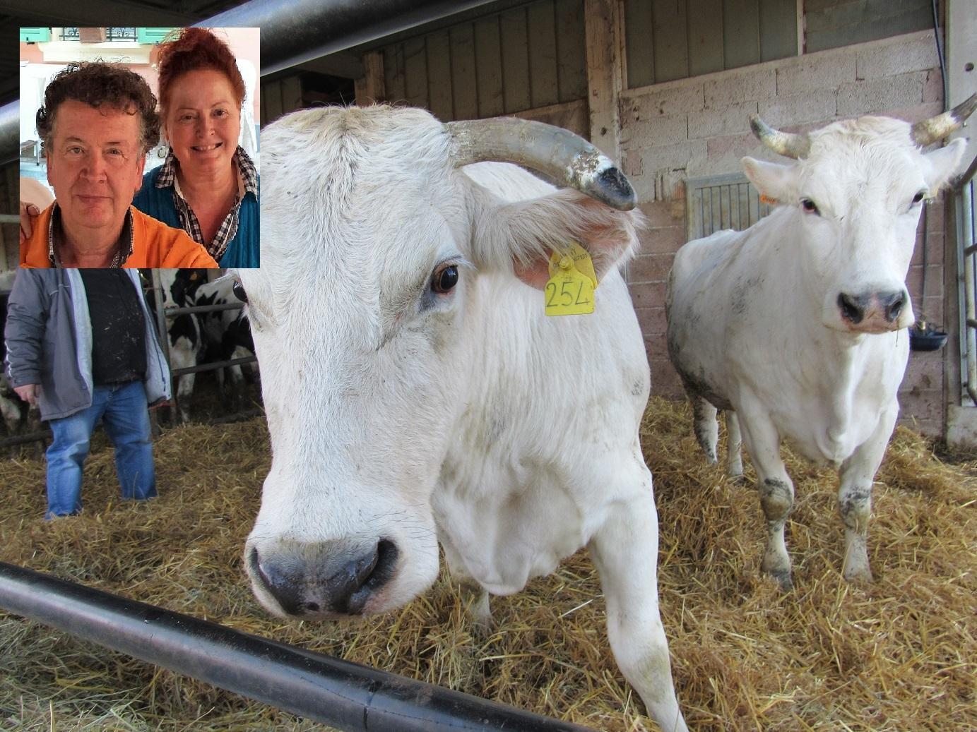 Serramazzoni, il dj Antoine e la sorella Uliana salvano le mucche dal macello 