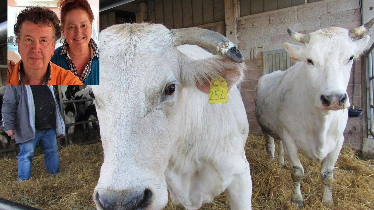 Serramazzoni, il dj Antoine e la sorella Uliana salvano le mucche dal macello