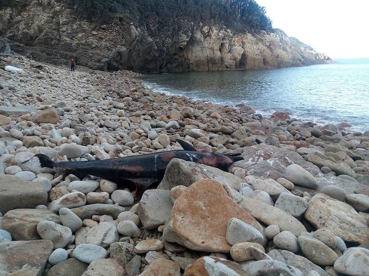 Una carcassa di stenella trovata sulla spiaggia di Ripa Barata