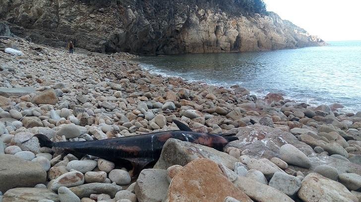 Una carcassa di stenella trovata sulla spiaggia di Ripa Barata
