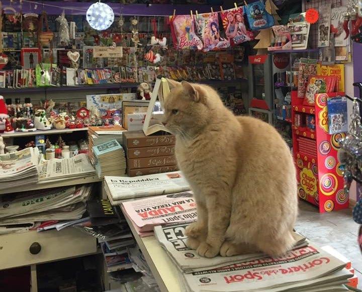 Il "gatto edicolante" Nando al suo posto di "lavoro"