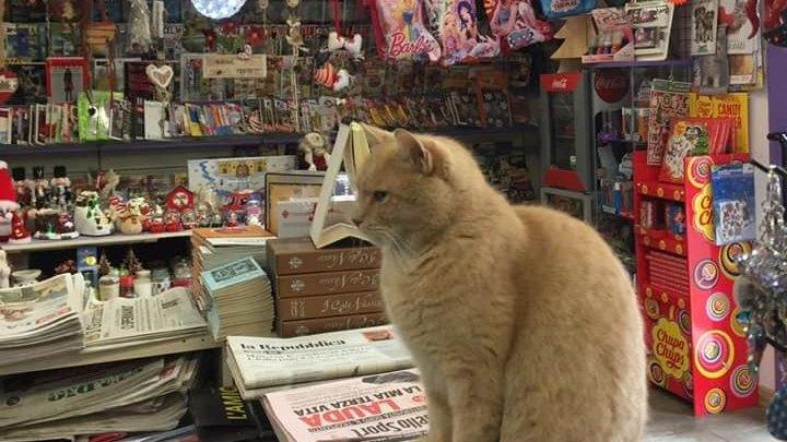 Il "gatto edicolante" Nando al suo posto di "lavoro"