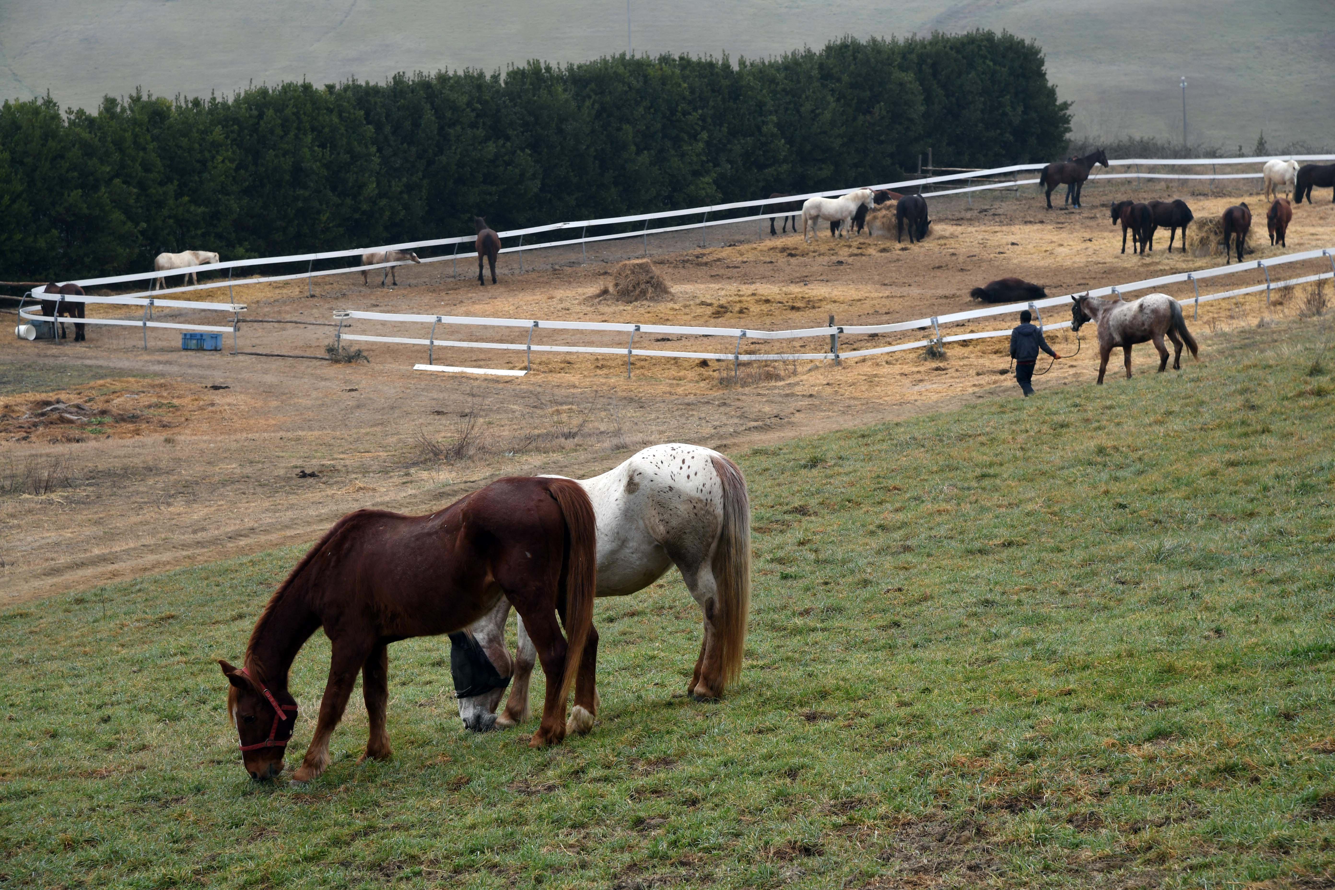 Il centro di recupero per cavalli maltrattati o abbandonati a Volterra
