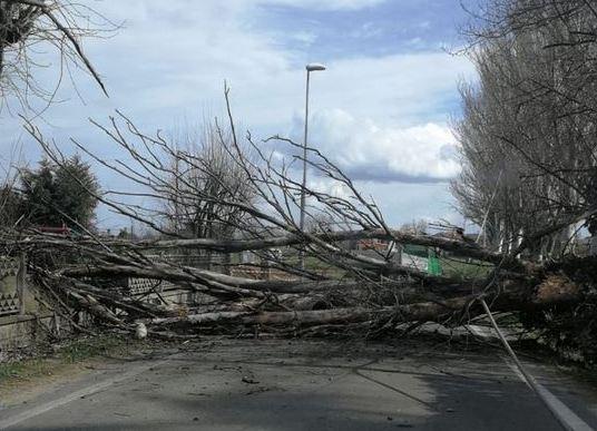 Albero cade per il vento lungo via Torre interrotto il traffico