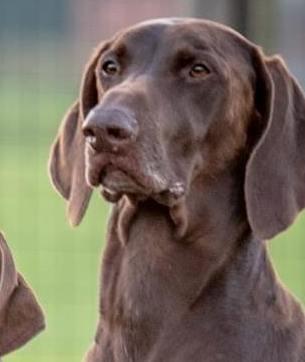 «Quel cane era tenuto con il collare elettrico» 